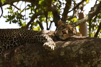 DSC_3996 (Large).JPG